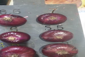 fresh onion red ,yellow ,white from Egypt